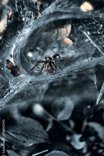 Obraz na plátne spider on the web