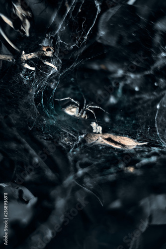 Naklejka spider web with dew drops