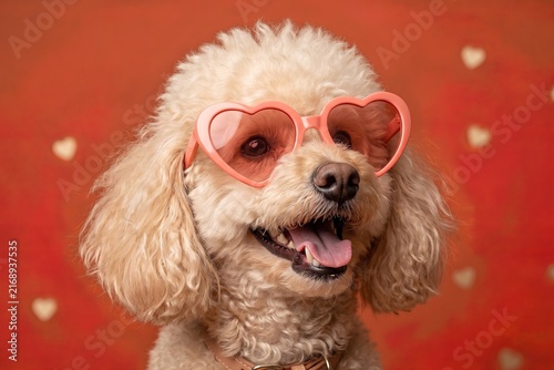 Cute dog wearing heart-shaped sunglasses on colorful background