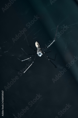 Obraz na płótnie metal spider