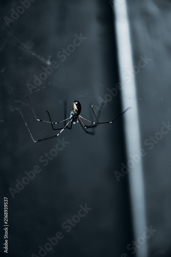 Fotografie spider on the web