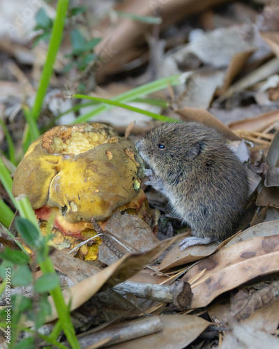 Bank vole feeding on a mushroom