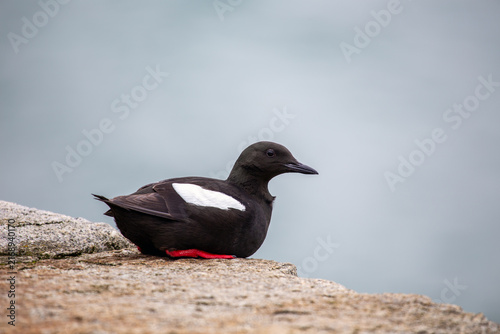 Photography Black guillemot in breeding plumage on a rock