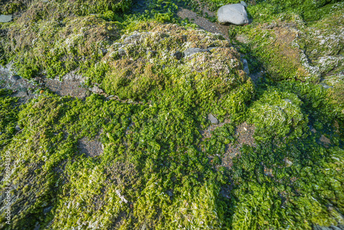 Vibrant green seaweed covers rocks on Hannafore Beach at low tide