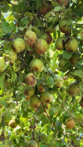 Ripe pears hanging on green tree branches in orchard on sunny day, vertical video 