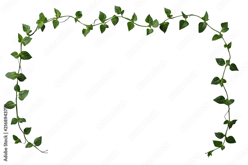 Fototapeta premium Rectangular Green Vine Leaf Frame