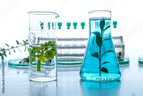 Plant samples in petri dishes with laboratory glassware and blue liquid, biotechnology and plant research concept, scientific experiment with green biology and sustainability