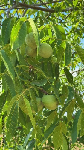 Green walnuts in husks hanging on tree branch in sunny garden, vertical video