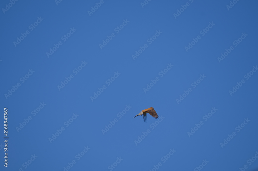 Fototapeta premium Common kestrel (Falco tinnunculus) small bird of prey flying and hovering in clear blue sky, wildlife freedom background.