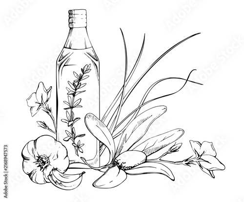 Bottle of olive oil, vinegar dressing, garlic, rosemary, thyme twigs, chives herbal mix. Hand drawn pencil illustration. Organic food promotions, Mediterranean lifestyle graphics, kitchen stationery