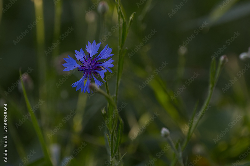 Fototapeta premium Macro shot of a vivid blue cornflower (Centaurea cyanus) in a dark green summer meadow. Beautiful isolated botanical floral background concept.