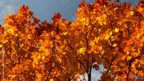 Bright orange maple leaves swaying gently on tree branches against clear sky. Slow motion video footage