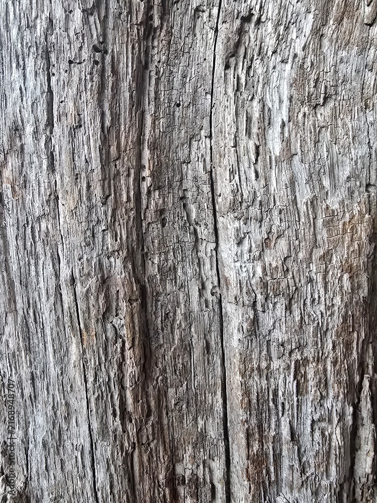 Fototapeta premium bark of a tree