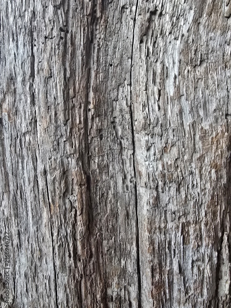 Fototapeta premium bark of a tree