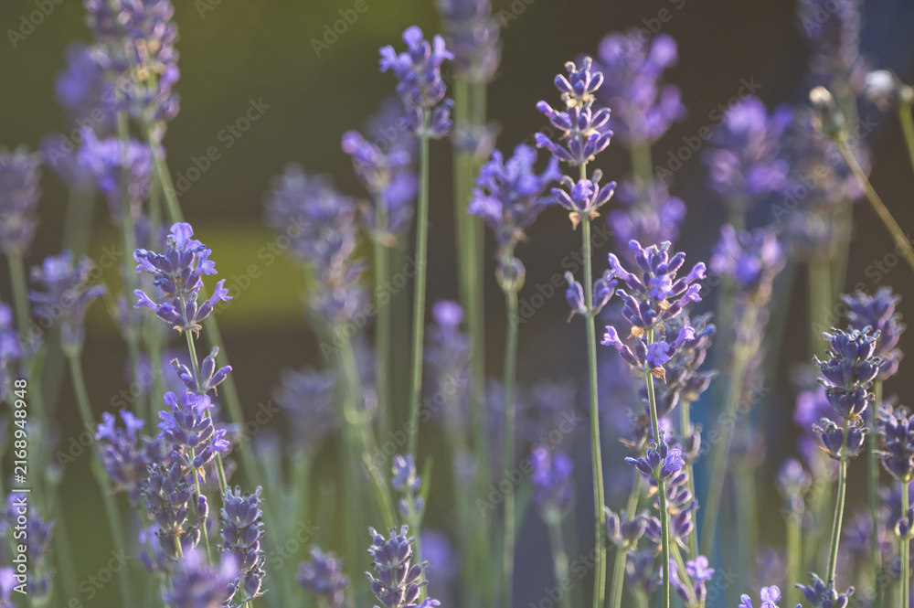 Obraz premium Dreamy silhouettes of lavender (Lavandula) against soft bright sky. Minimalist floral background, ethereal Provence concept, gentle botanical abstract nature.