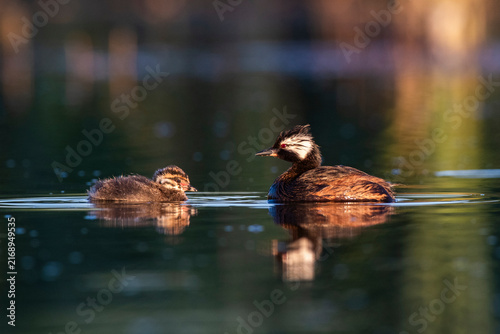 White tufted Grebe swimming, La Pampa Province, Patagonia, Argentina