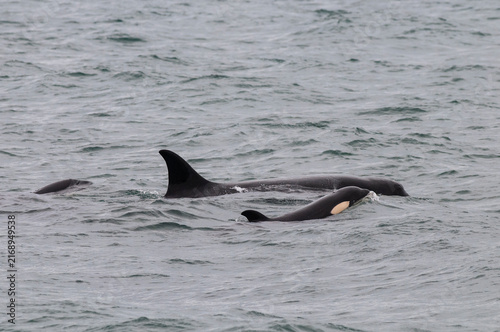 Family of orcas patrolling the Patagonian coast, Peninsula Valdes, World Heritage Site, Patagonia, Argentina.