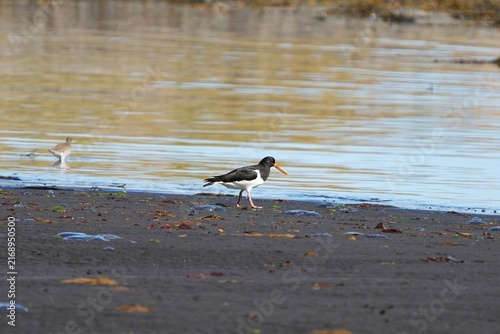 Canvas Print The Eurasian oystercatcher is a wader in the oystercatcher bird family Haematopodidae
