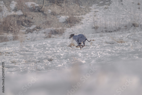 Фотография Italian Greyhound wearing a winter coat running through a snowy landscape