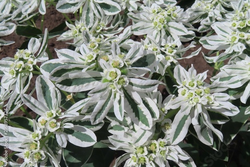 Foto Euphorbia marginata flowers in the garden, closeup