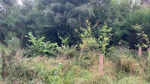 young scottish woodland restoration project trees and thick undergrowth