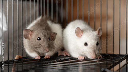 Konstfotografi two cute domestic decorative rats sitting in a cage