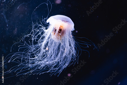 Photography jellyfish in blue water