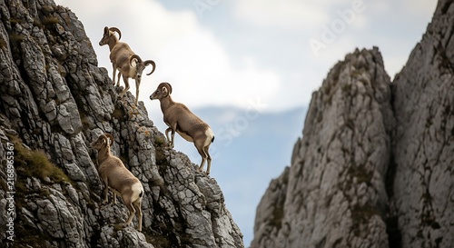 deer in the mountains