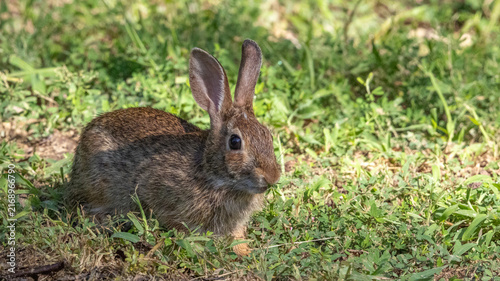 Bild auf Leinwand Eastern cottontail rabbit in green grass