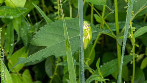 Foto Green treefrog clinging to wet reed
