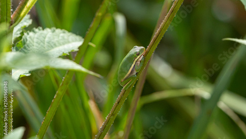 Foto Green treefrog clinging to plant stem