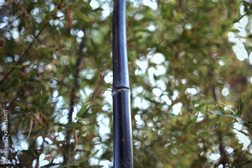 Foto Black bamboo culm standing tall in a lush garden, green foliage creating a soft