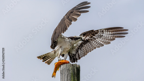 Foto Osprey landing with freshly caught fish