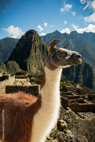 Fotografía Alpaca en Machu Picchu