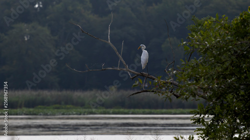 Cuadro en lienzo White egret perched beside quiet wetland