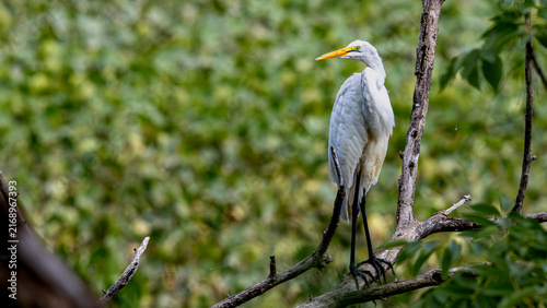 Foto White egret perched on bare branch