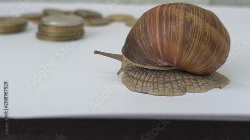 a snail crawls on white paper towards a stack of copper coins