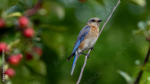 Cuadro en lienzo Female Eastern Bluebird on slender branch
