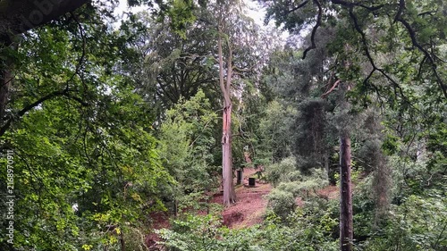 Distant View of Storm Damaged Beech Tree with Upward Pan