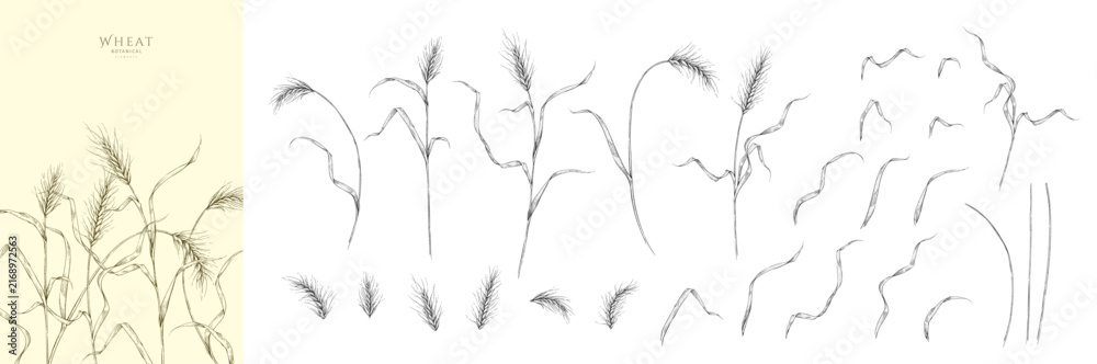 Fototapeta premium Set of wheat ears, leaves and elements. Line art hand drawn illustration of botanical elements of farm and autumn. Fall and cozy seasonal designs