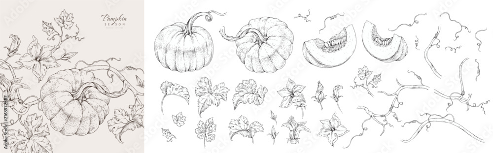 Fototapeta premium Collection of pumpkin vine with flowers and leaves. Line art hand drawn illustration of botanical elements of farm and autumn. Fall and cozy seasonal designs