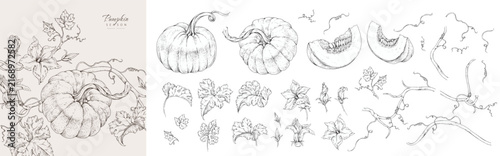 Collection of pumpkin vine with flowers and leaves. Line art hand drawn illustration of botanical elements of farm and autumn. Fall and cozy seasonal designs