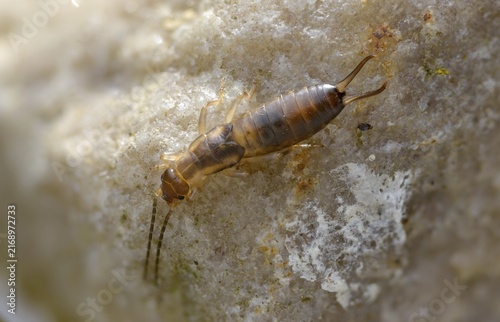 Dermaptera, earwigs, European earwig, forficula auricularia, common earwig, earworm, insects