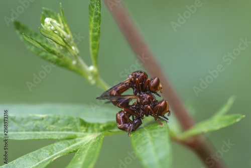 Broad-fronted bladderhead fly, common broad-fronted bladderhead fly, rust-coloured thick-headed fly, sicus ferrugineus, insects