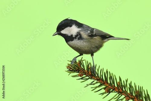 Coal tit (Parus ater), sitting on Tannenzweig, North Rhine-Westphalia, Germany