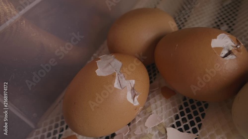 Newborn chick slowly breaking its eggshell while hatching in an automatic incubator on a poultry farm, representing the beginning of new life and the process of birth and growth