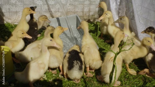 Numerous cute domestic ducklings gathering around a drinker on a sunny day at the poultry farm. The small, fluffy birds are crowding together to drink fresh water while standing on green grass