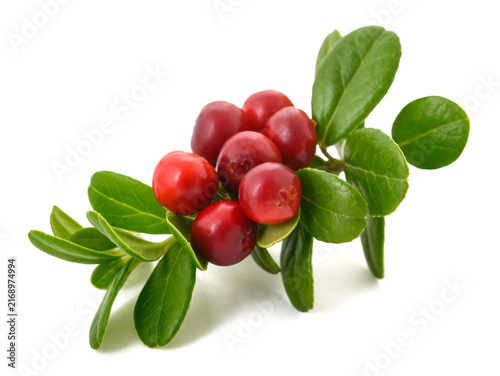 фотографія Lingonberry branch with red berries
