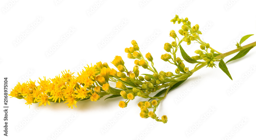 Naklejka premium Goldenrod flowers