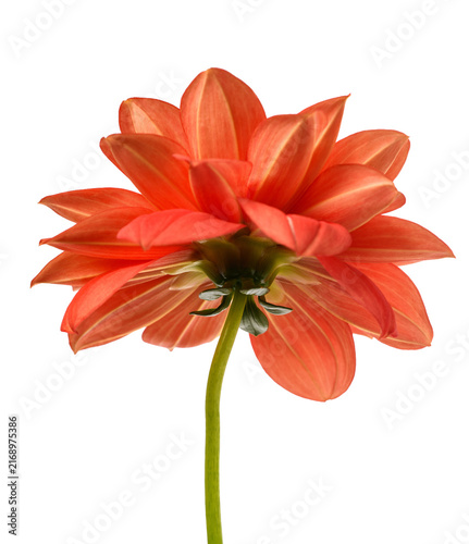 Canvas Print Dhalia pinnata flower